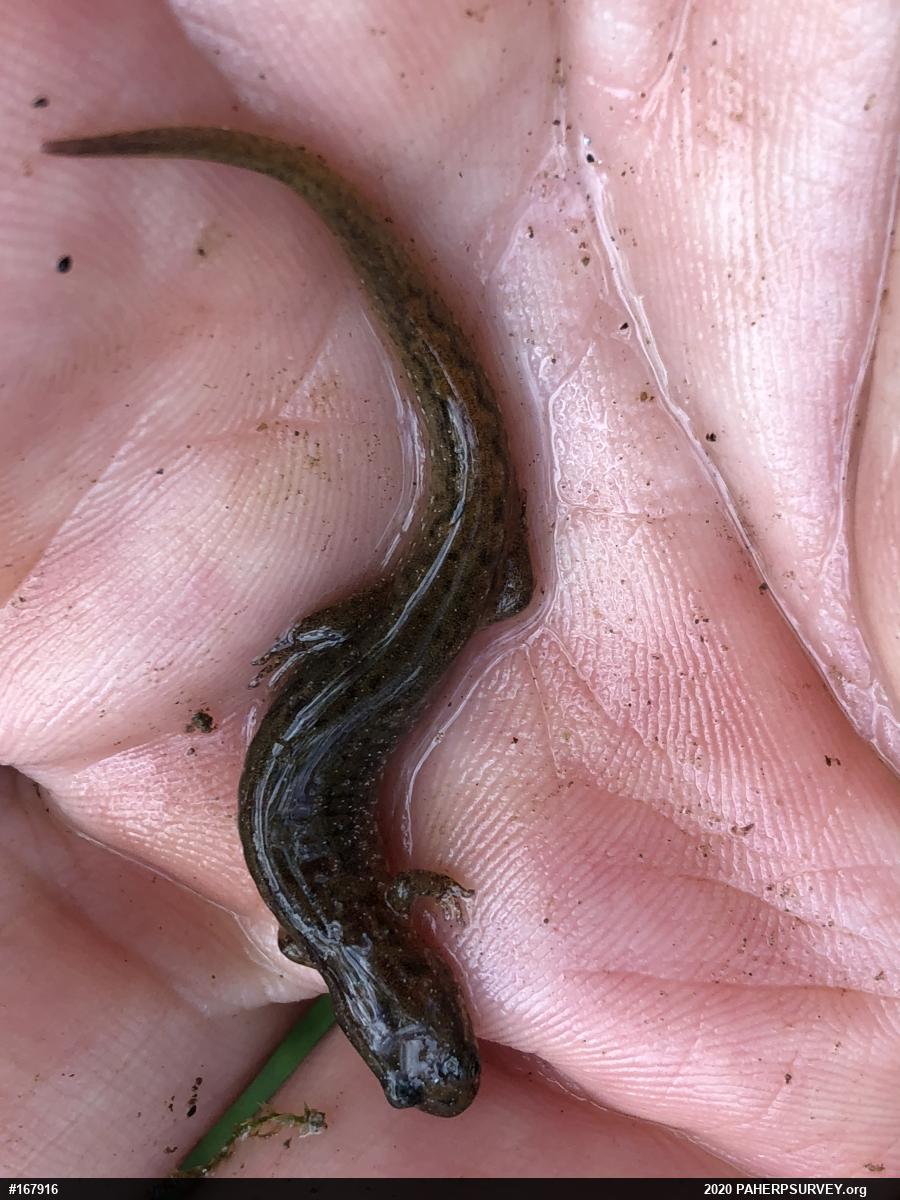 Northern Dusky Salamander