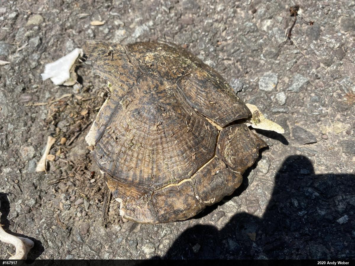 Wood Turtle