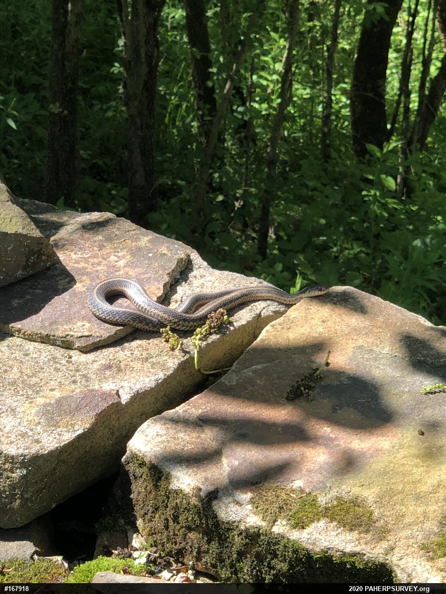 Eastern Gartersnake