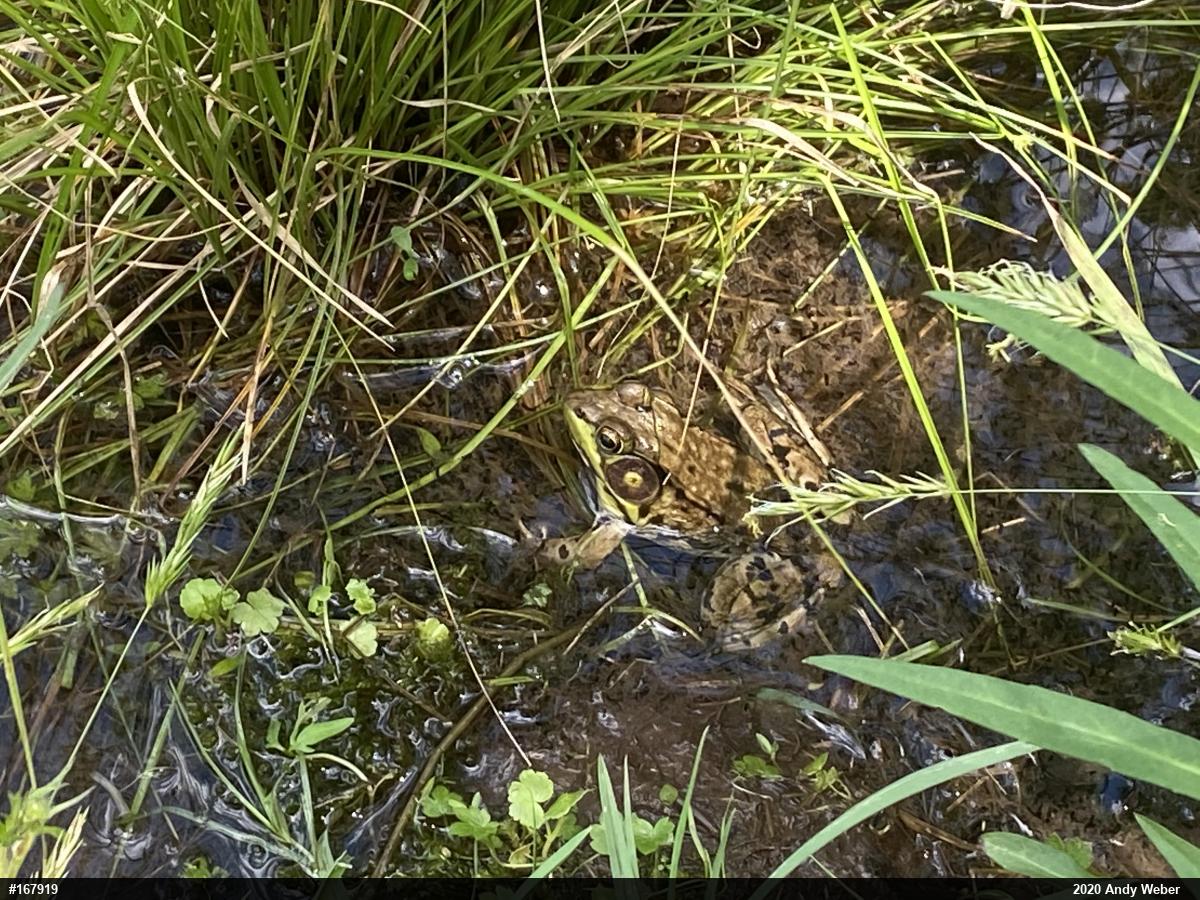 Green Frog