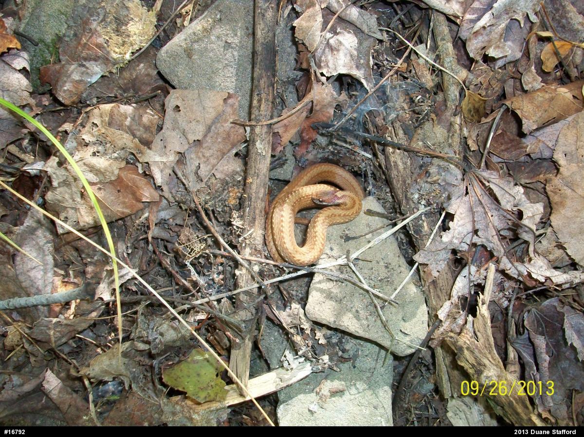 Red-bellied Snake