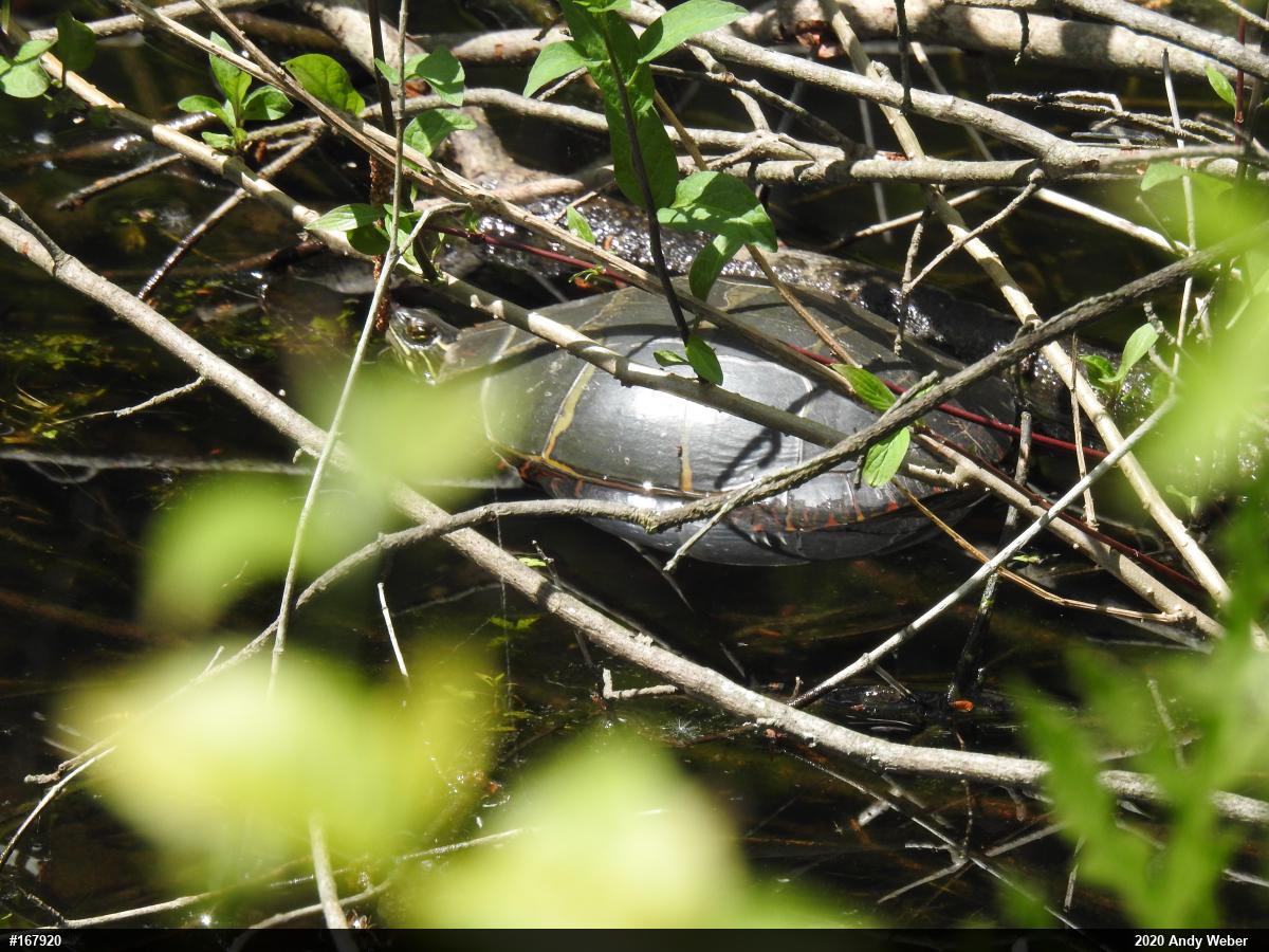 Painted Turtle