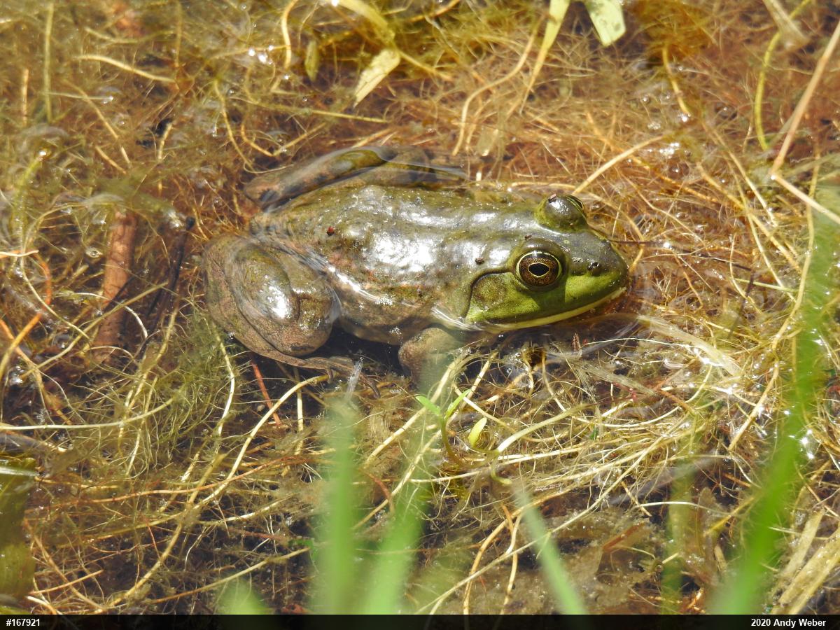 American Bullfrog
