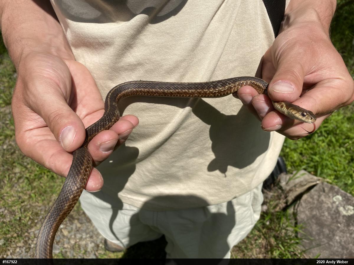 Eastern Gartersnake