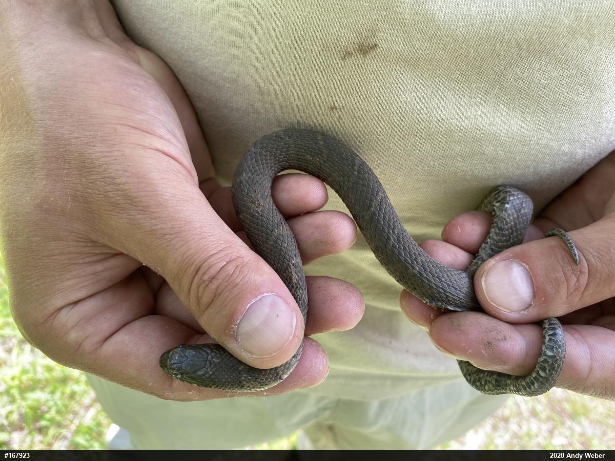 Northern Watersnake