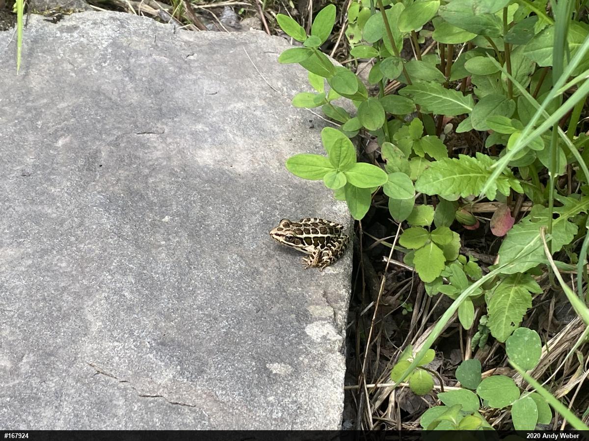 Pickerel Frog