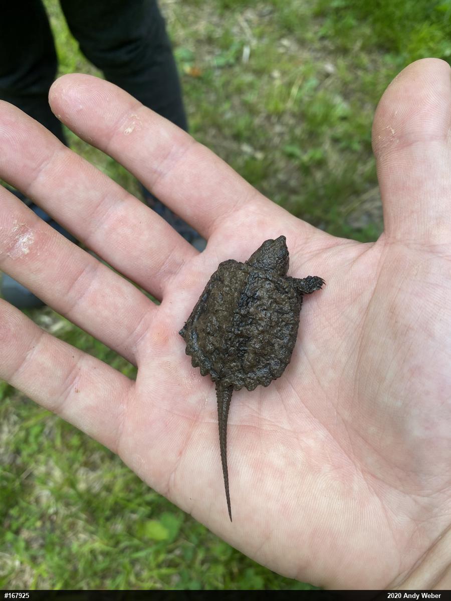 Snapping Turtle