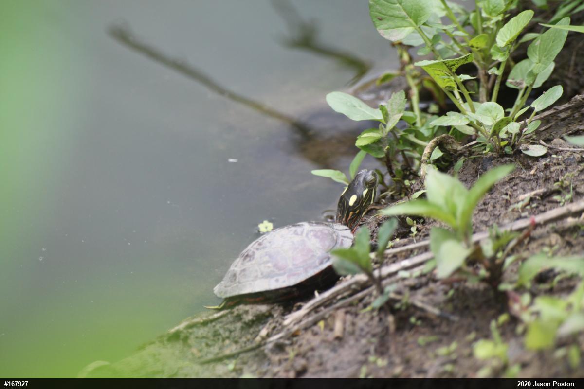 Painted Turtle