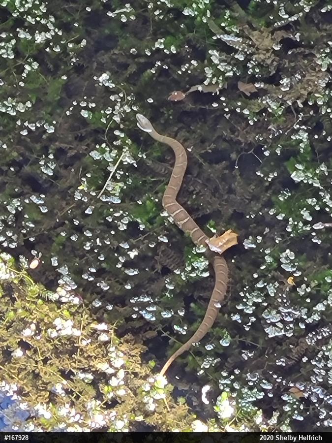 Northern Watersnake