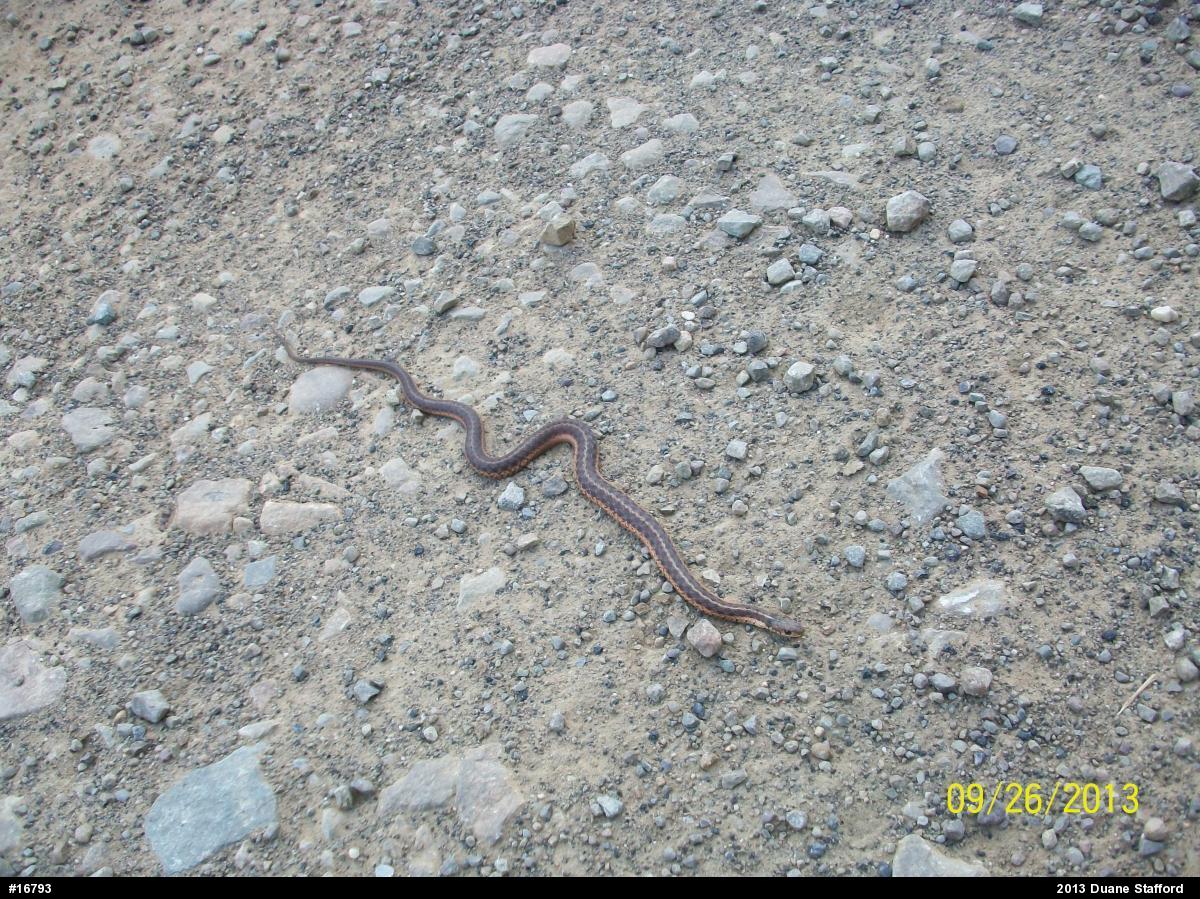 Eastern Gartersnake