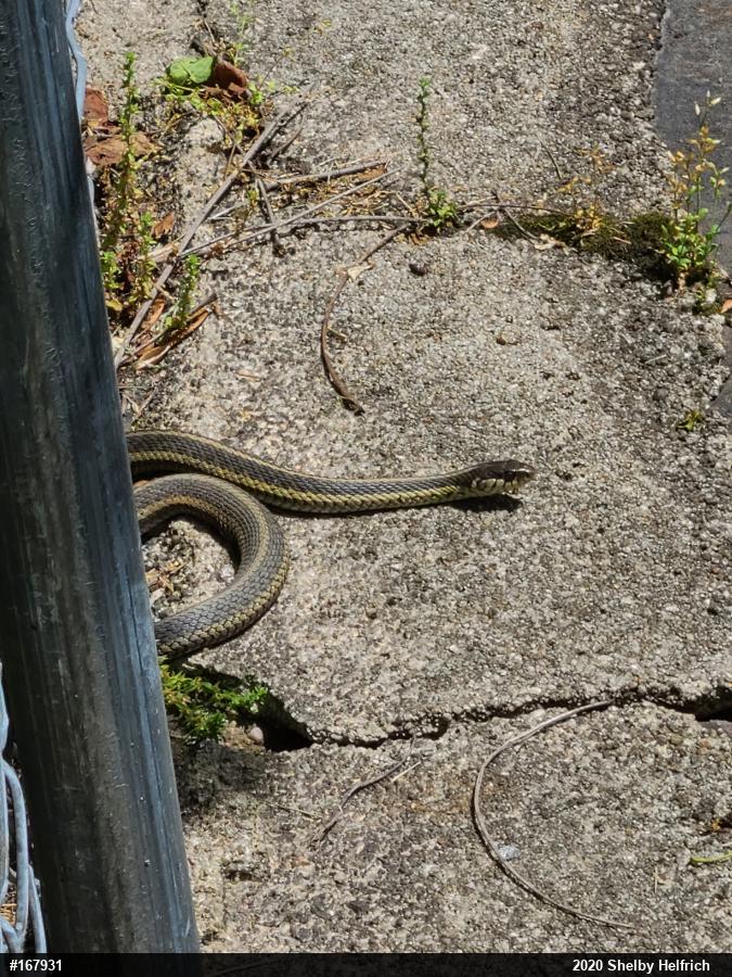 Eastern Gartersnake