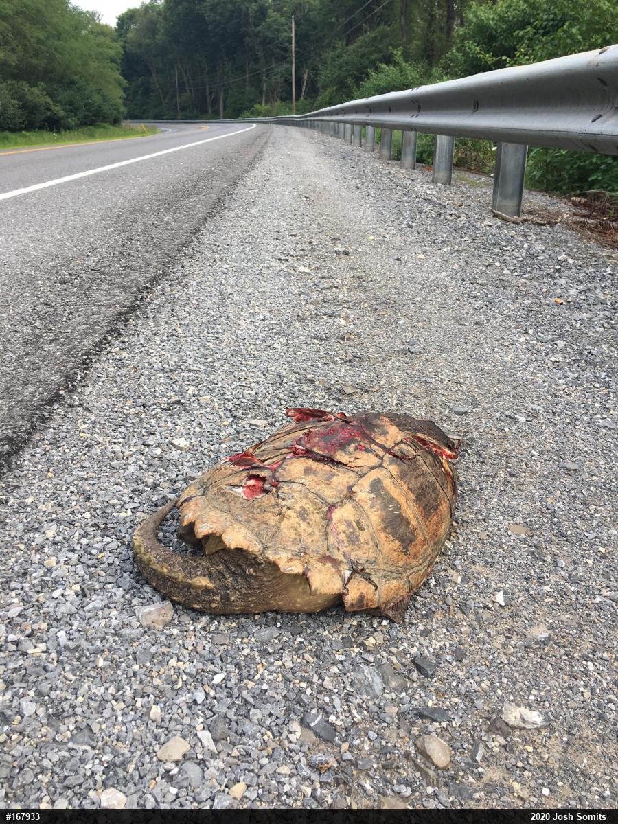 Snapping Turtle
