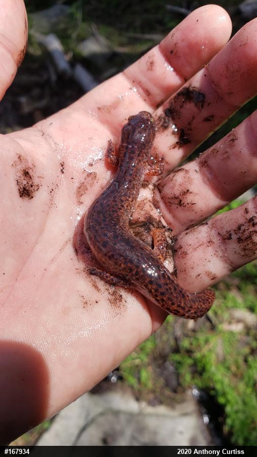 Northern Red Salamander