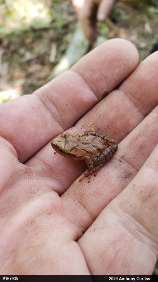 Spring Peeper