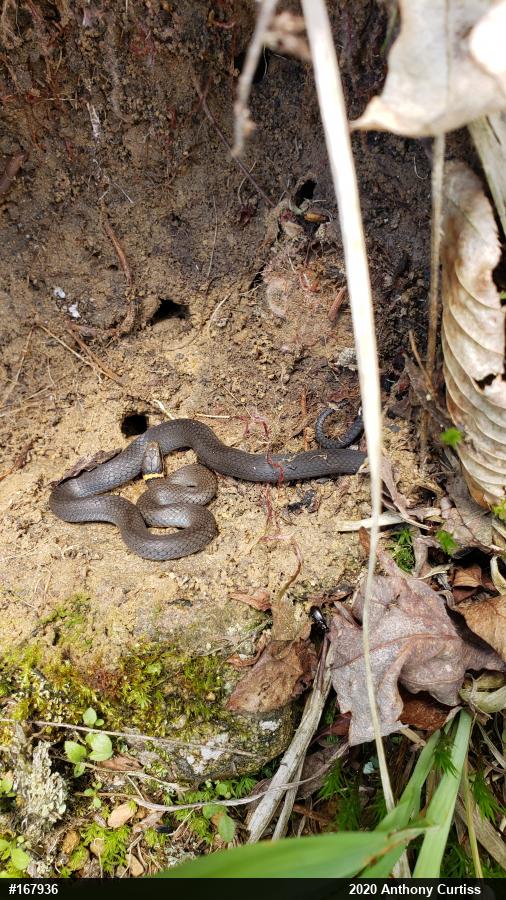 Northern Ring-necked Snake