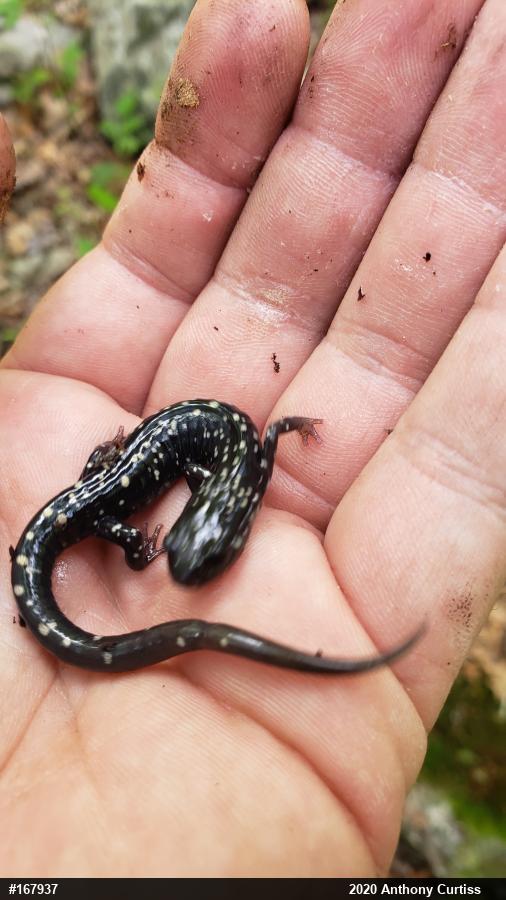 Northern Slimy Salamander
