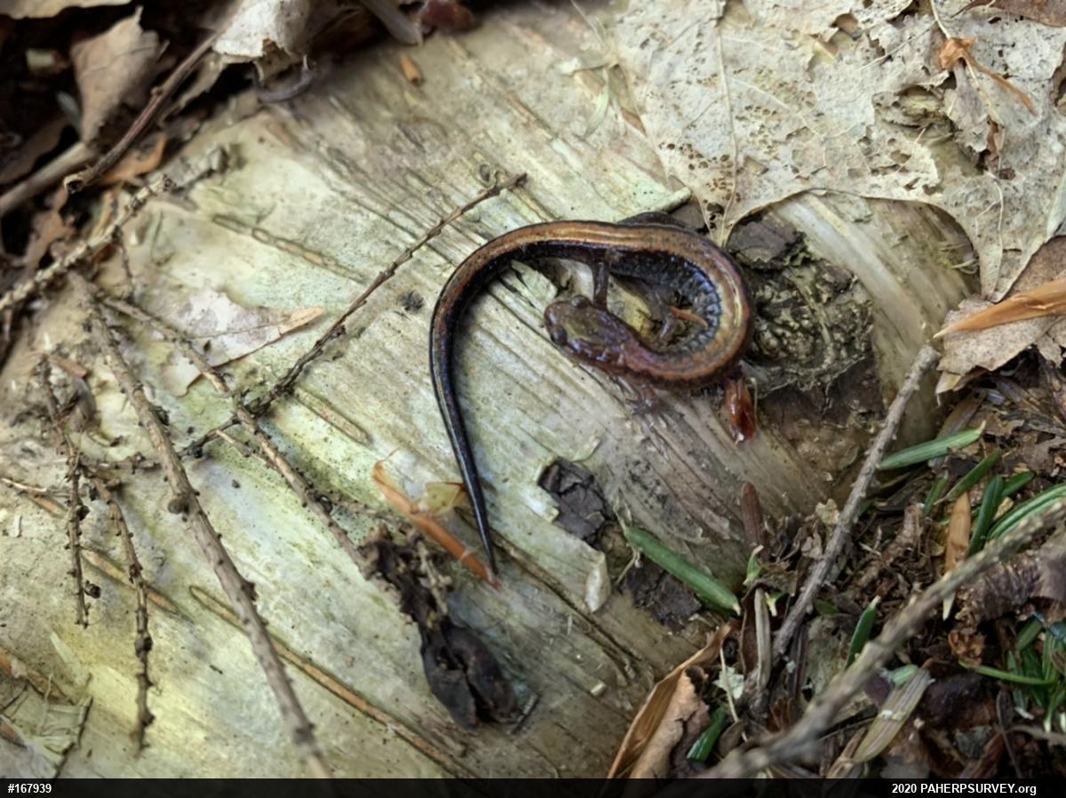 Eastern Red-backed  Salamander