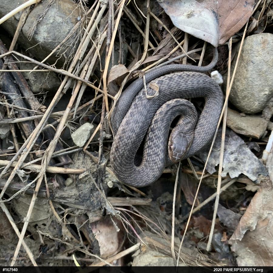 Eastern Gartersnake