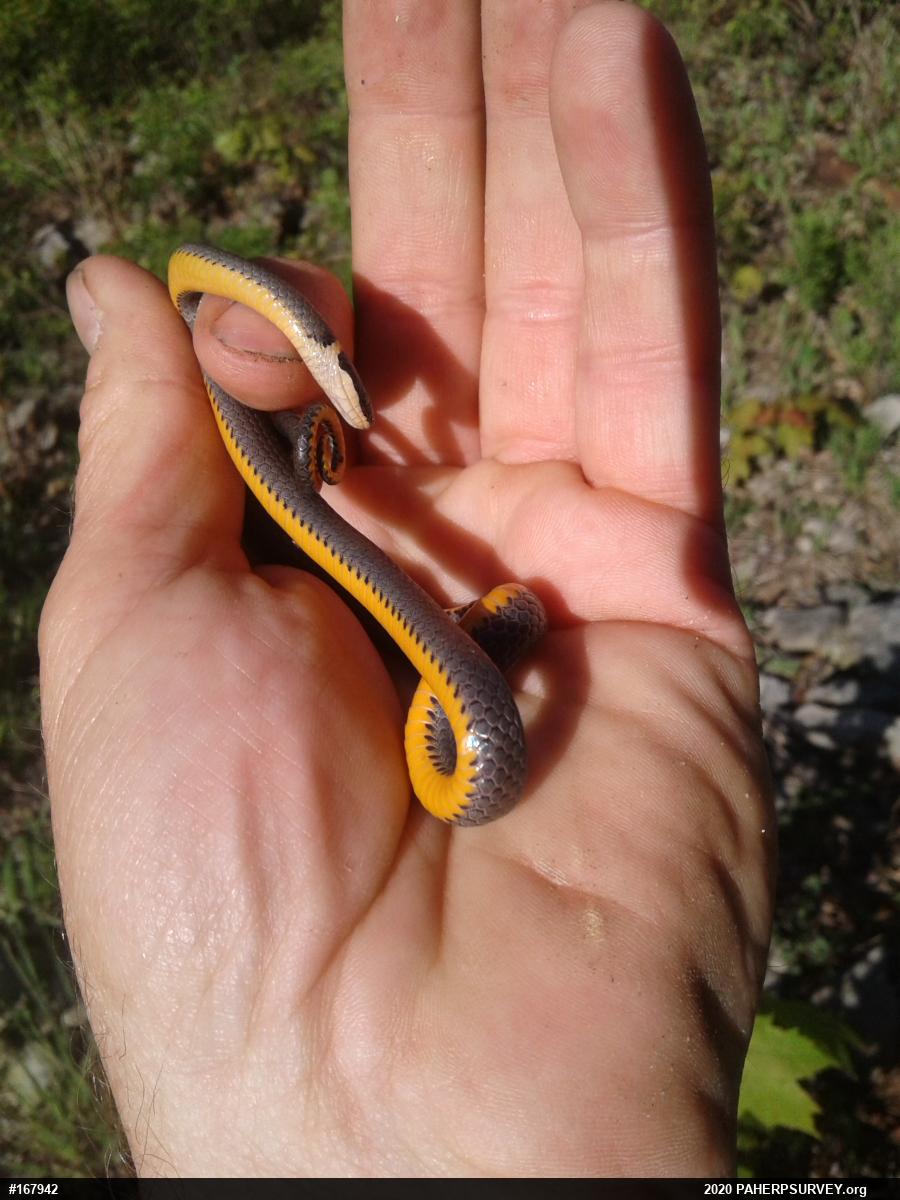Northern Ring-necked Snake