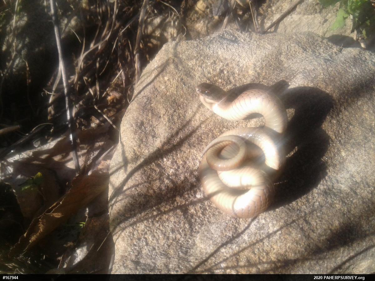 Mountain Earthsnake