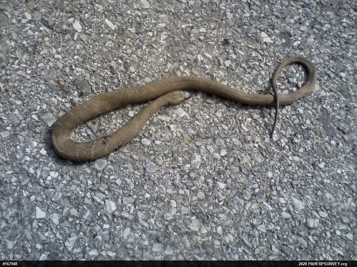 Northern Watersnake