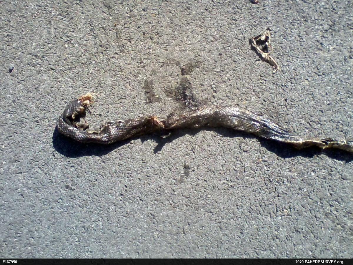 Eastern Ratsnake