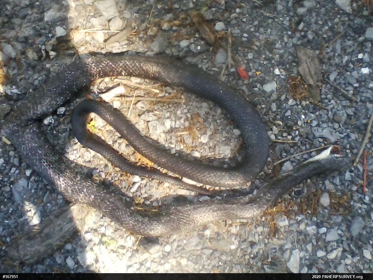 Eastern Ratsnake