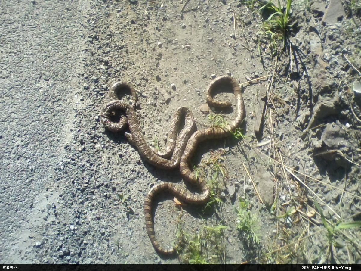 Eastern Milksnake