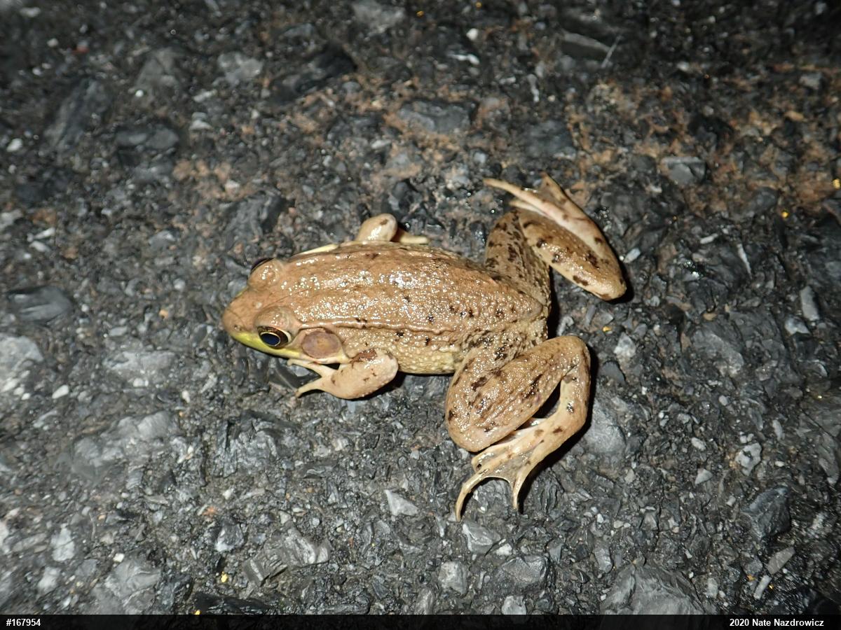 Green Frog
