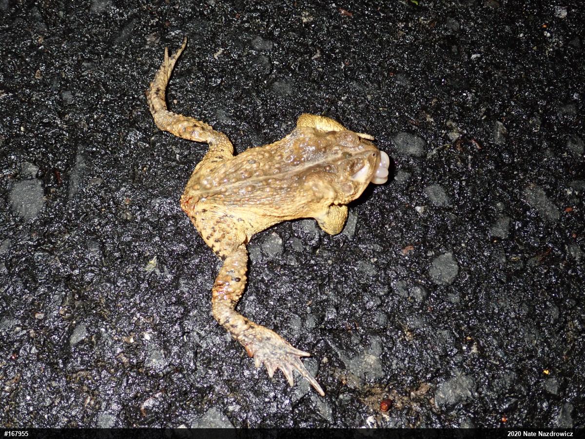 Eastern American Toad