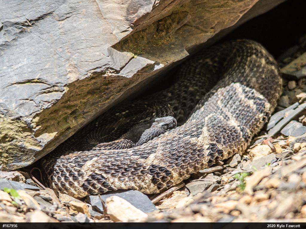Timber Rattlesnake