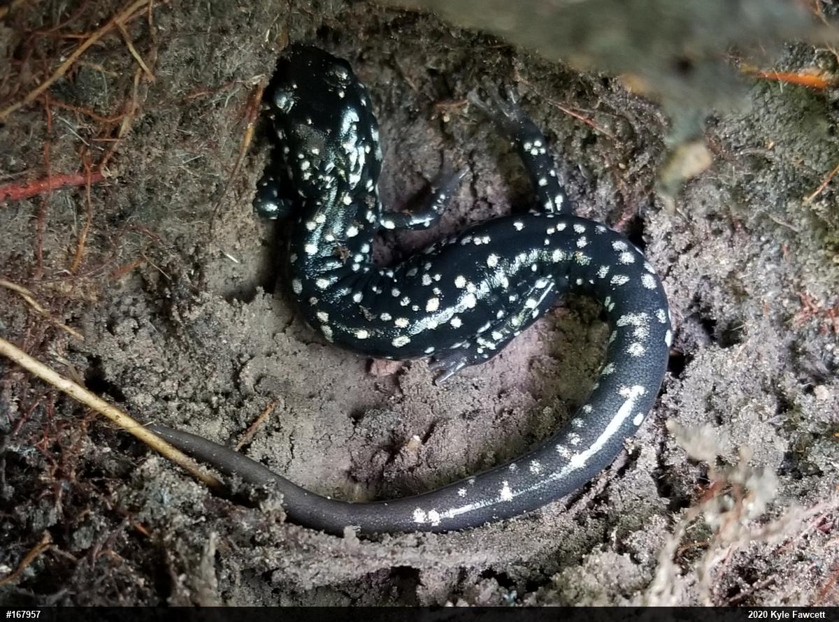 Northern Slimy Salamander