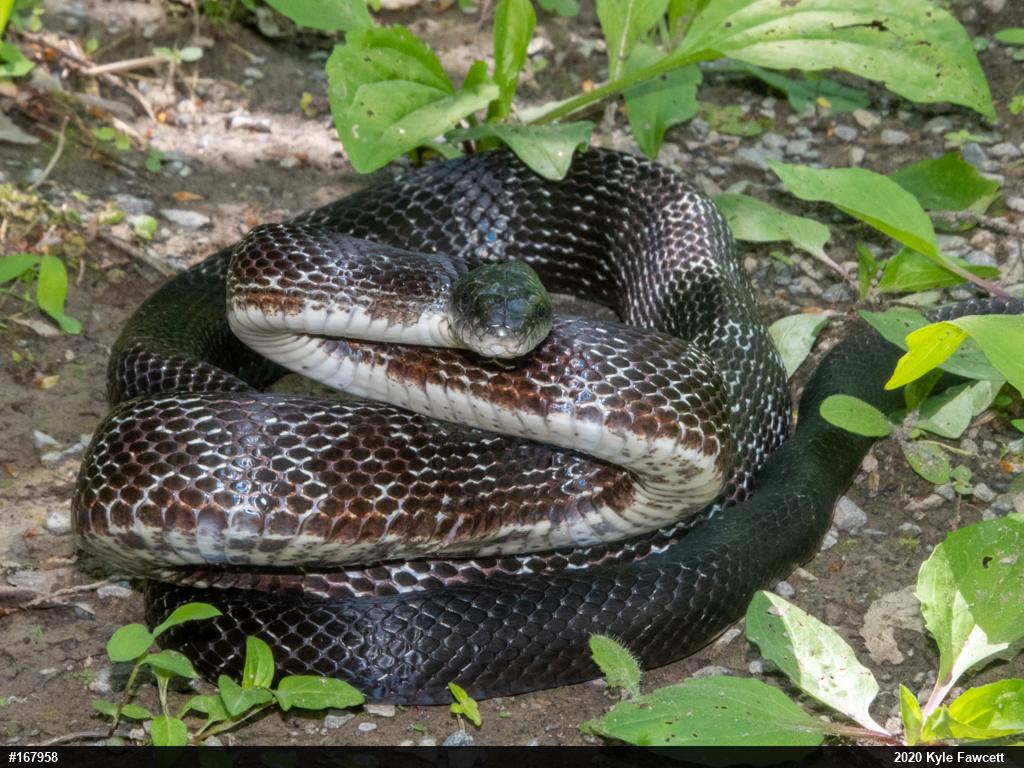 Eastern Ratsnake