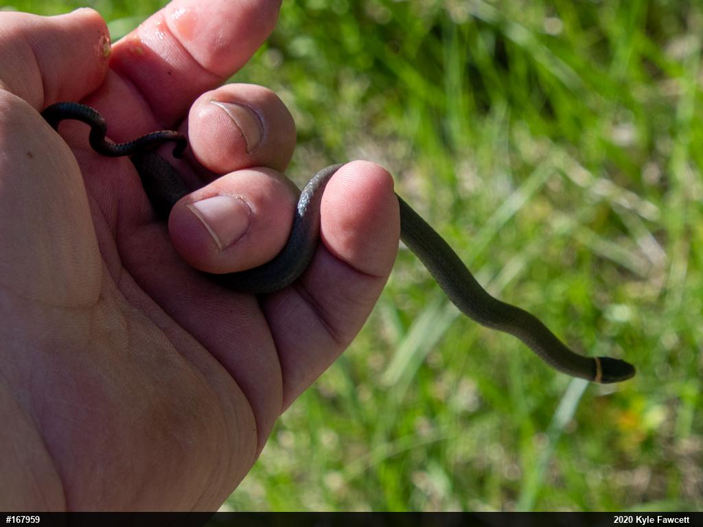 Northern Ring-necked Snake