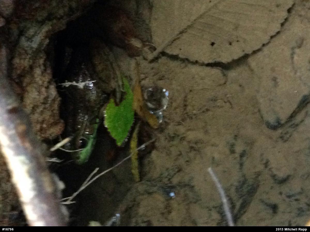 Green Frog