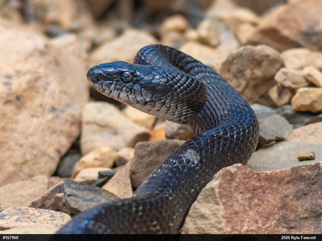 Eastern Ratsnake