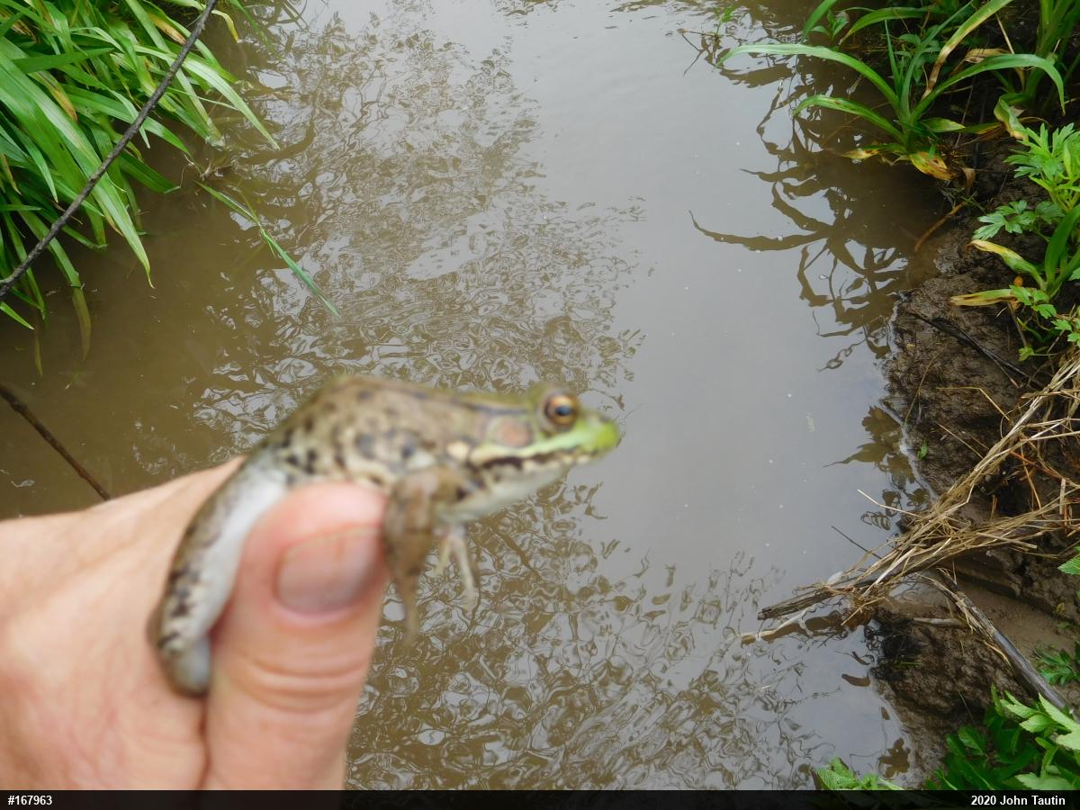 Green Frog