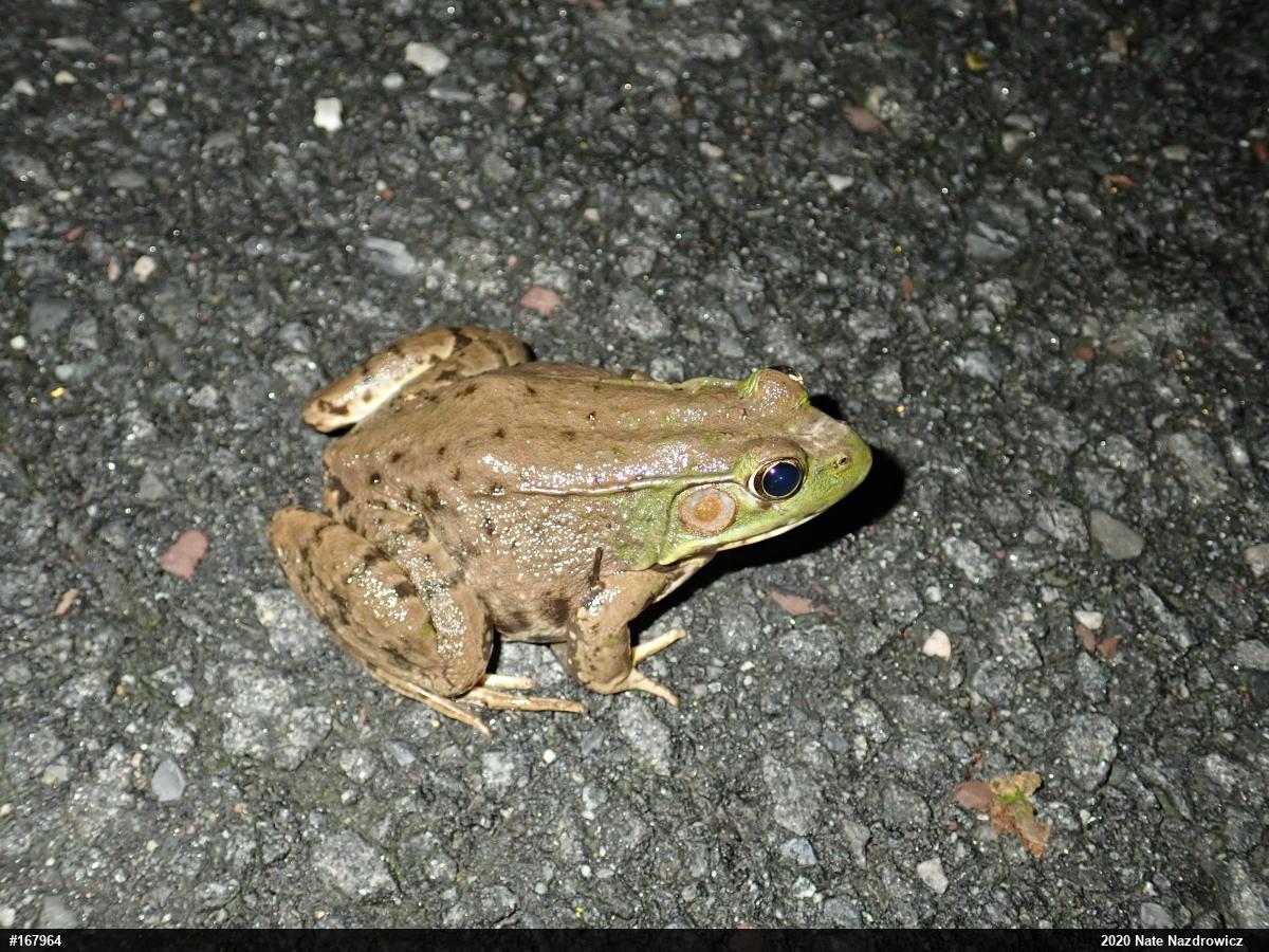 Green Frog