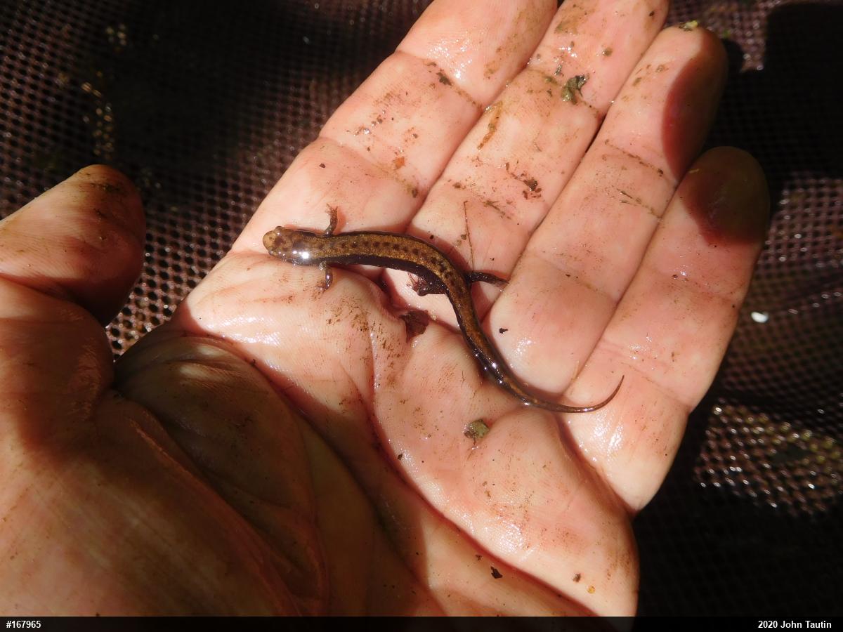 Allegheny Mountain Dusky Salamander