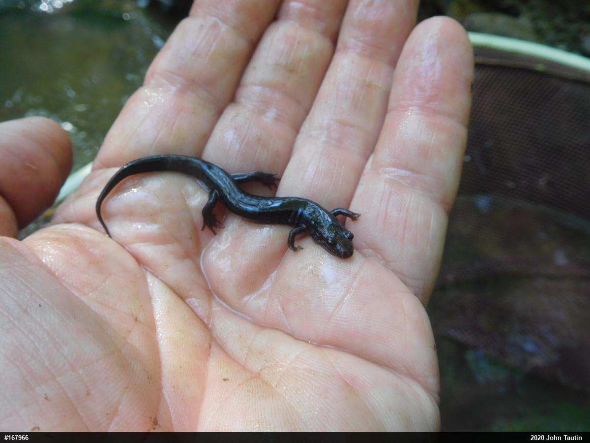 Northern Dusky Salamander