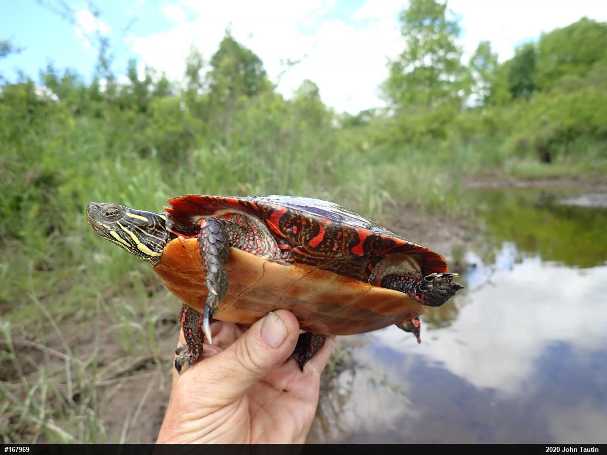 Painted Turtle