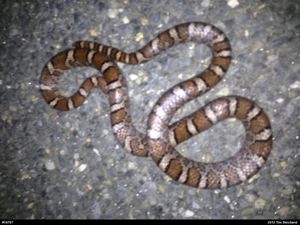Eastern Milksnake