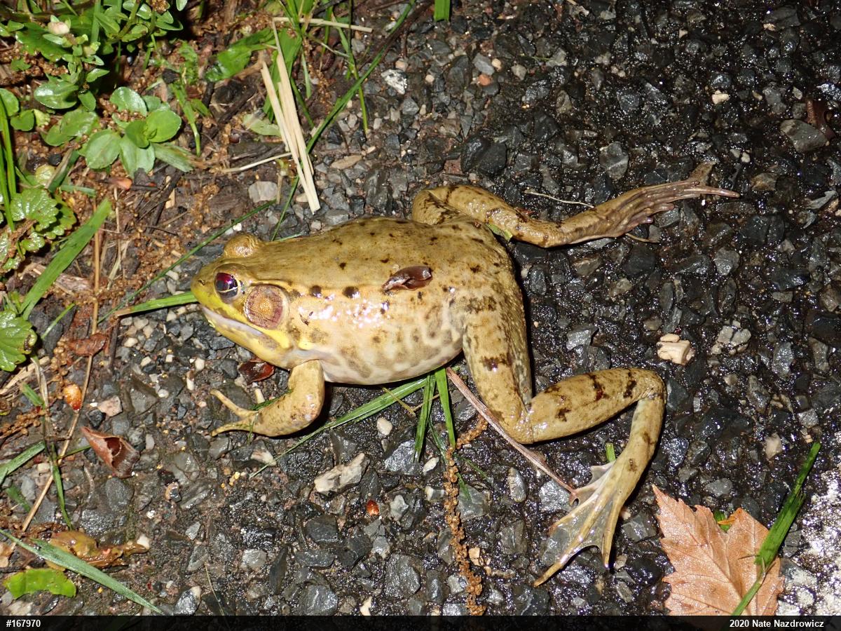Green Frog