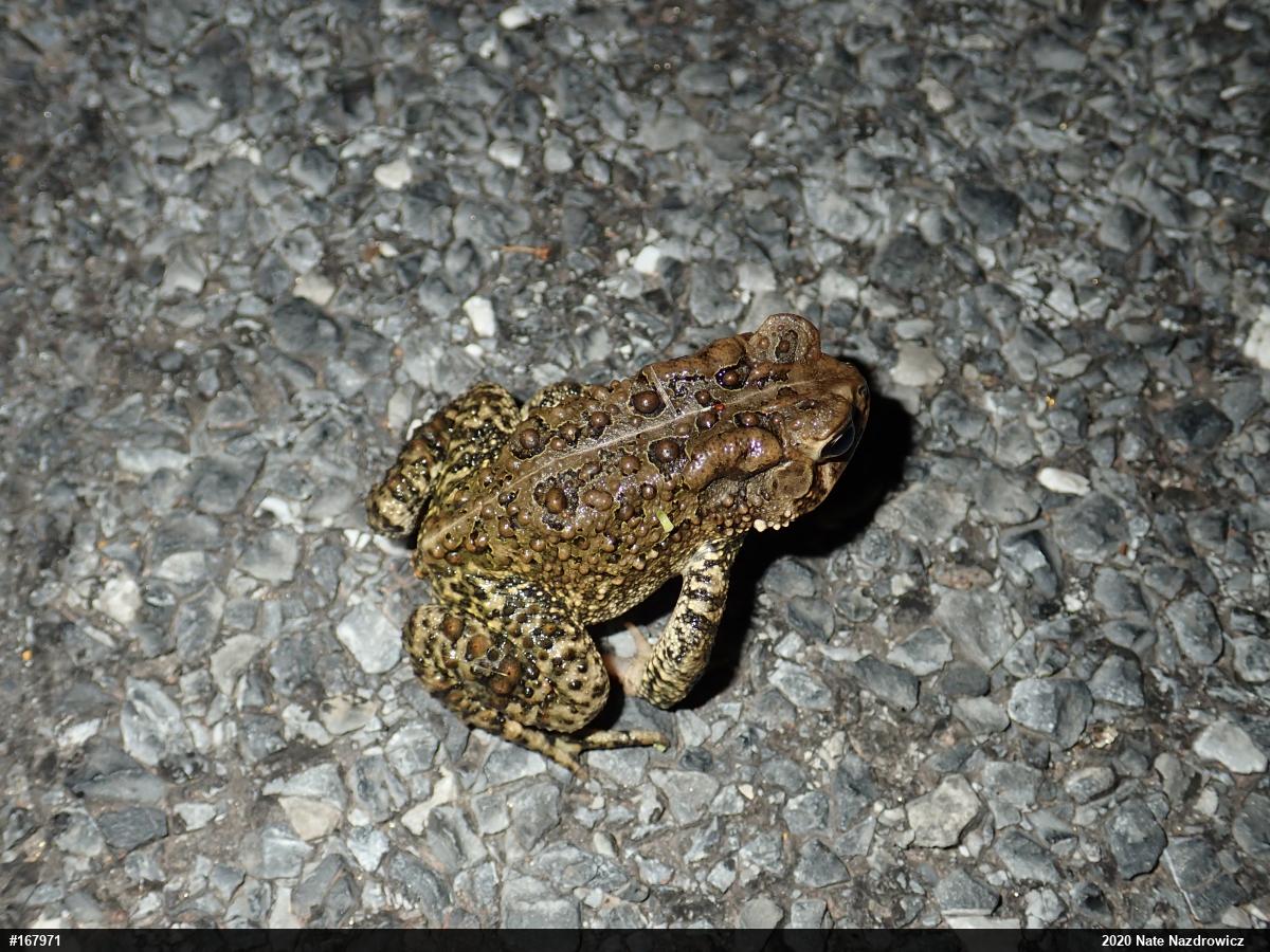 Eastern American Toad
