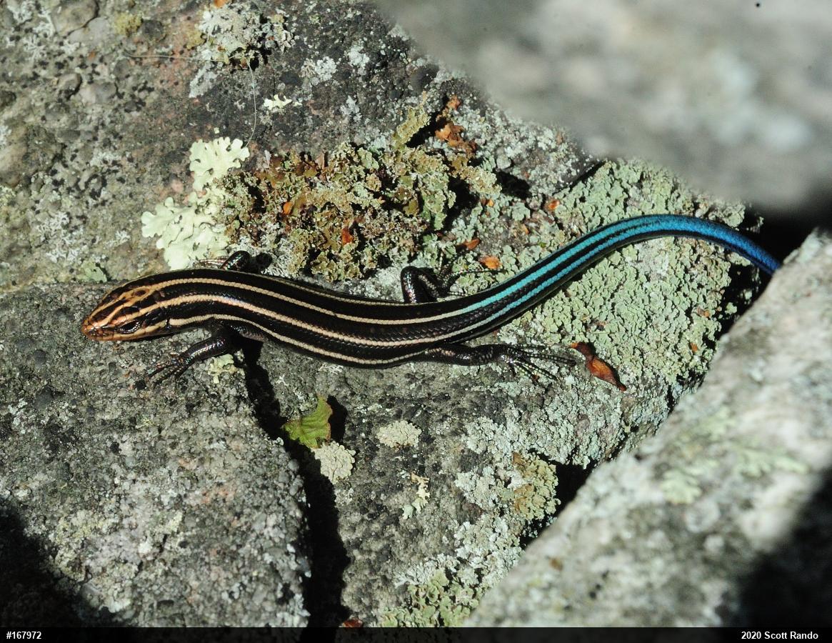Common Five-lined Skink