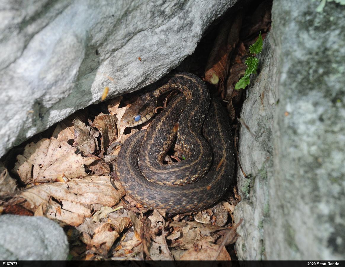 Eastern Gartersnake
