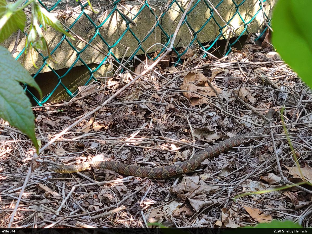 Northern Watersnake