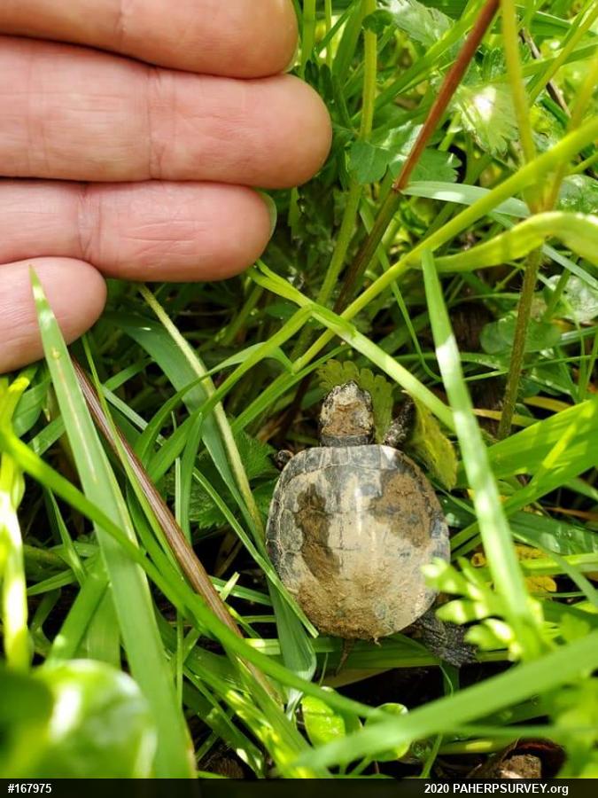 Eastern Painted Turtle