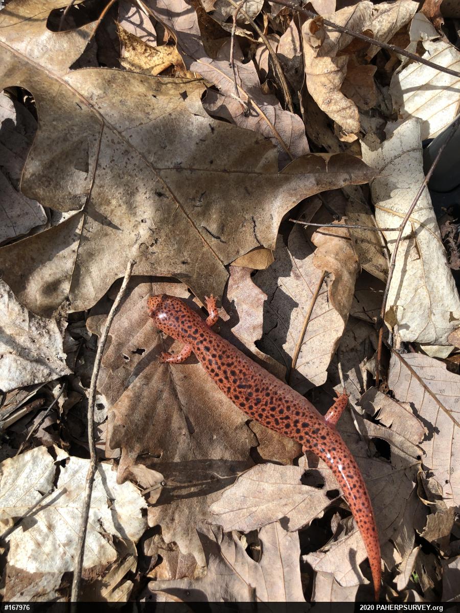 Northern Red Salamander