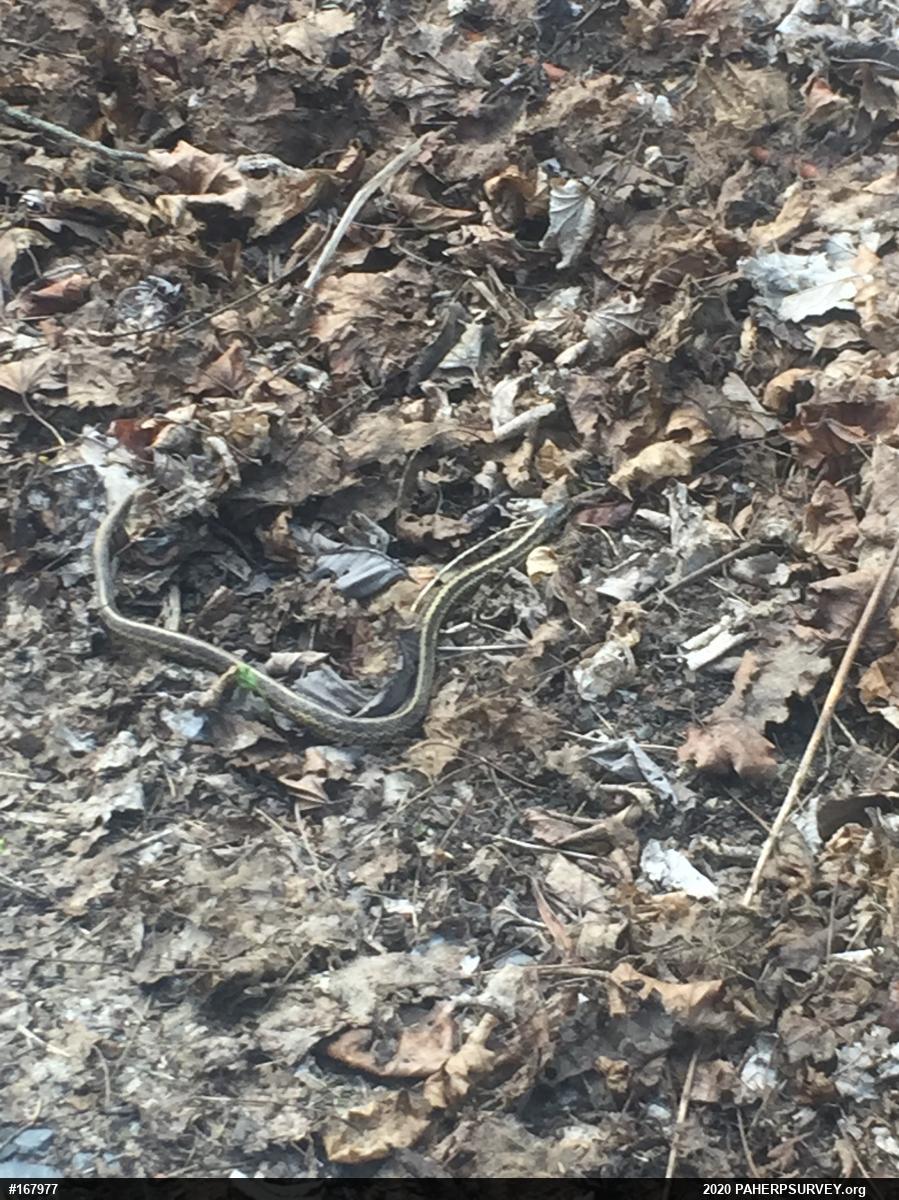 Eastern Gartersnake